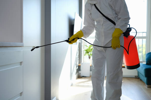 Best Biohazard Mold Removal  in Phelan, CA